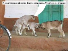 Драка на форуме