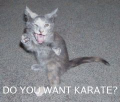 Котяра