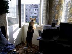 Моя собака.....