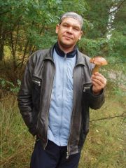 грибы