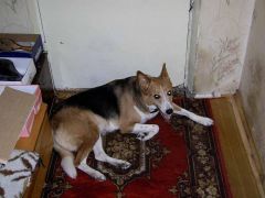 Моя собака...