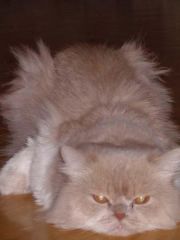 КОТяра