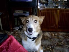 Моя собака.....