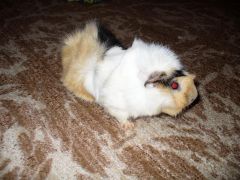 Морская Свинка