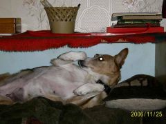 Моя собака.....