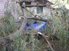 Попадос – падение дерева.