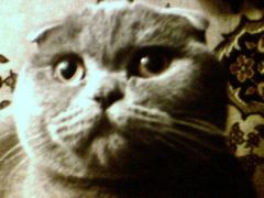 sonia Cat